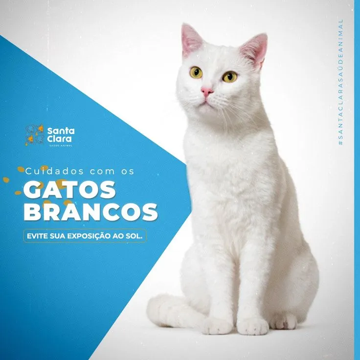 Imagem de Portfólio